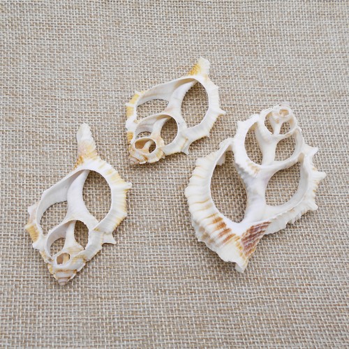 4 pcs Natural Shells Sliced Conch For Crafts Seashells Nautical Decor 5 ...