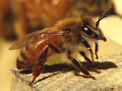 honey bee kingⅡ Africanized Honey Bees Facts | Hulett Pest Control