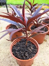 Crimson Bonfire Copper Peach Tree in pot