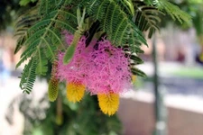 Dichrostachys Cinerea 10 Seeds, Chinese Lantern Shrub, Sickle Bush Garden Flower