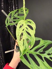 Monstera Adansonii Laniata Mottled, Exact Plant, US Seller