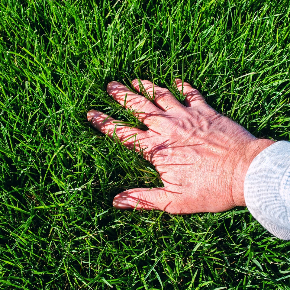 5kg Harnstoffdünger Harnstoff N 46% Düngeharnstoff Stickstoff spritzfähig 5 kg - Bild 2 von 4