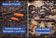 LIVE 50 D.White Isopods  65 Orange springtails 1oz feed - active Cleanup Crew