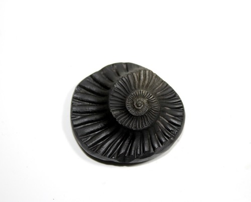 Auspicious Sampurna Sudarshan Shaligram Wt-61 gram  Size 2.00 inch - Bild 2 von 4