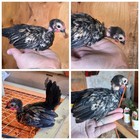 20 +    KikiRiki Hatching Eggs! Naked Neck, Short Leggs & Bolo PR Imports  — photo 2