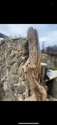 Tronco madera seca muy antiguo  very old natural dry wood trunk