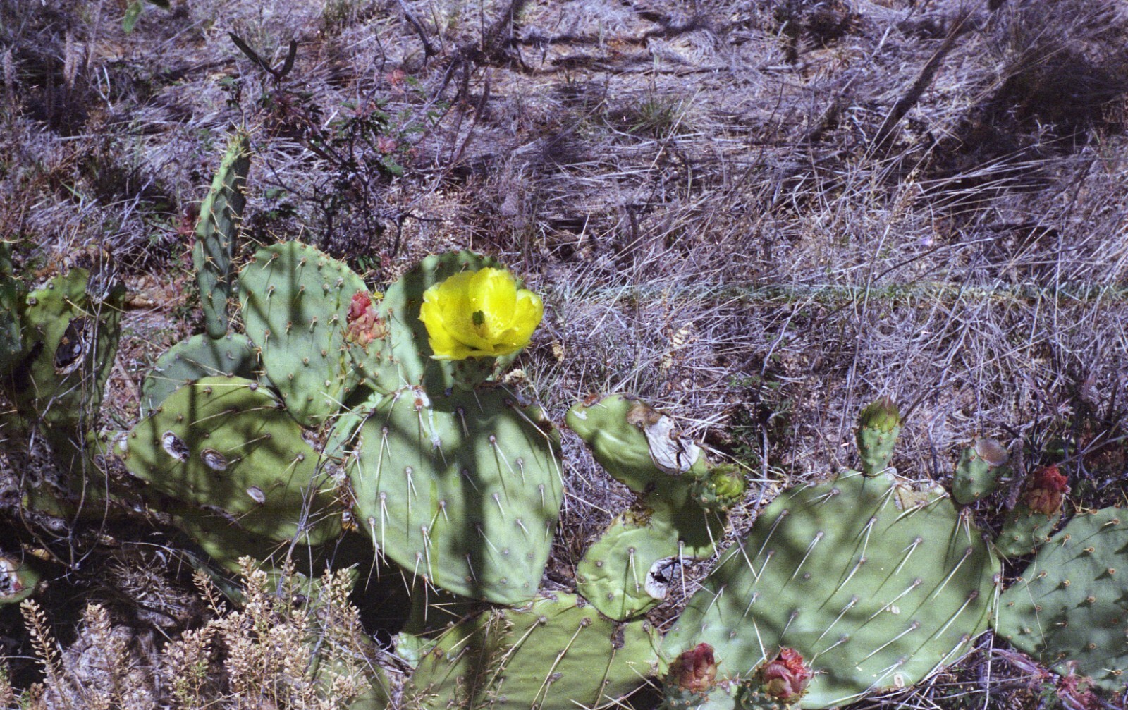 Picture 7 of 7