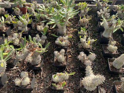 Pachypodium rosulatum gracilius Succulent plant Garden  Plant Random shipping