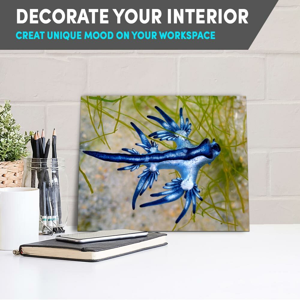 8x10" Prints(No frames) Blue Dragon Glaucus Atlanticus Sea Slug 16008