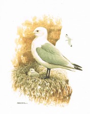 Mewa trzypalcowa wata, mewy, alki - obraz z nadrukiem artystycznym - 25,5 x 17,5 cm