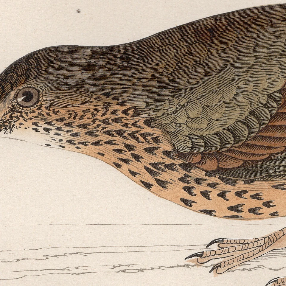 Morris antiguo pájaro estampado 1863 grabado coloreado a mano 128 zorzal Foto 2 de 3