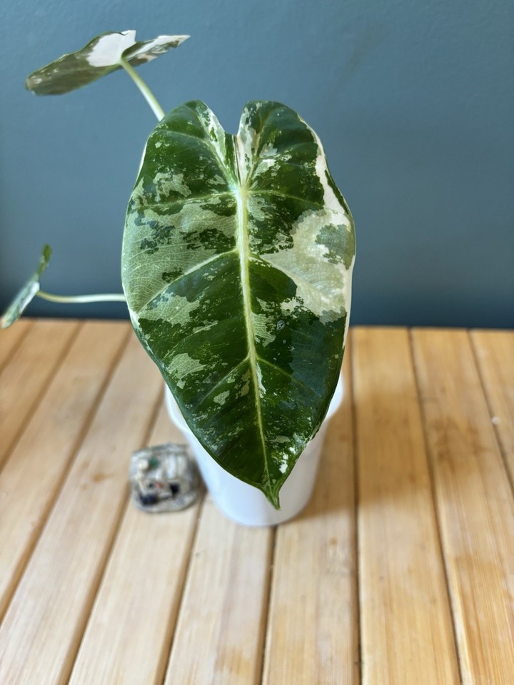 Alocasia Frydek — Mature Plant | Fully Acclimated to Semi-Hydro | eBay