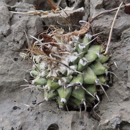Turbinicarpus nikolae RS 2734 San Luis Potosi, MX | 10 seeds | RARE - Picture 2 of 4