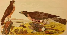 Audubon Bird Print 1890 Antique Original Lithograph 6X9 HAWKS Duck & Pigeon Hawk