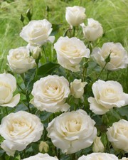 14 Rose Plants/Shrubs/Bushes For Garden Bare Roots-Climbing,Scented,Fragrant NEW