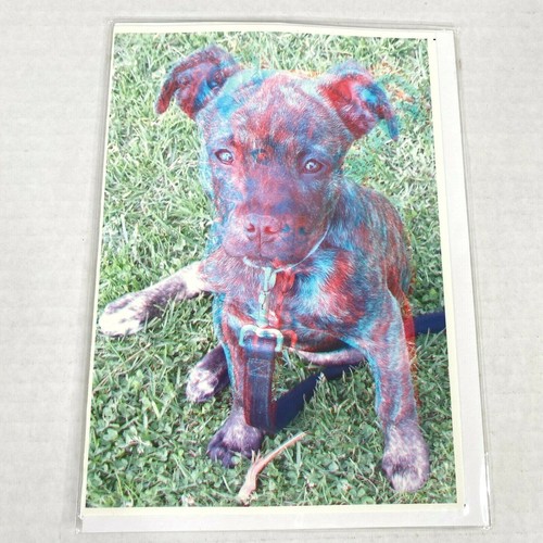 Pit Bull Puppy Dog Cute 3-D 3D Photograph Art Phantom Image Barry ...