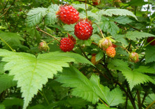 Live Salmonberry Plant, Rubus spectabilis, Native Berry Shrub,Edible Fruit Plant