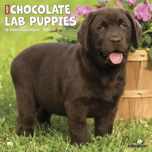 Chocolate Lab Puppies 2027 Wall Willow Creek Press - Image 5