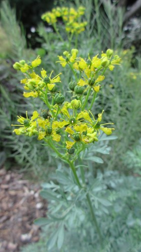 10 Samen Ruta graveolens - Weinraute - Common rue - Herb-of-grace 2024 - Bild 4 von 7