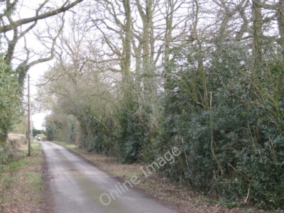 Foto 6x4 Stechpalmendickicht unter Eiche, Kite's Nest Lane Beausale Stechpalme ist ab c2010