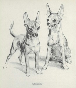 Chihuahua "Duo" - CUSTOM MATTED - Vintage Dog Art Print - 1940 Diana Thorne