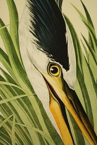 John James Audubon "Great Blue Heron" Lithograph Signed ED1000 M. Bernard Loates - Picture 3 of 10