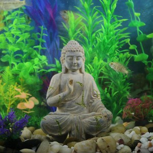 buddha aquarium