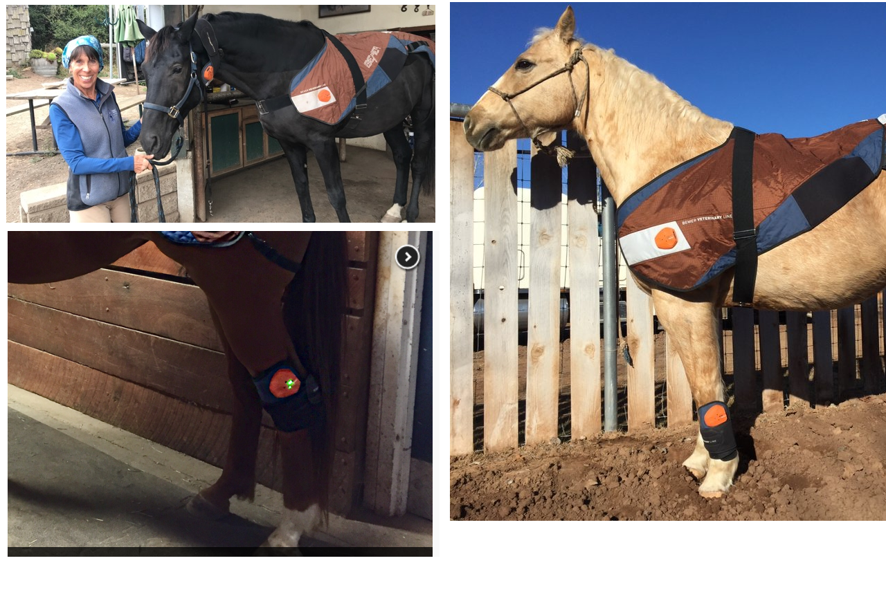 BEMER horse therapy blanket eBay