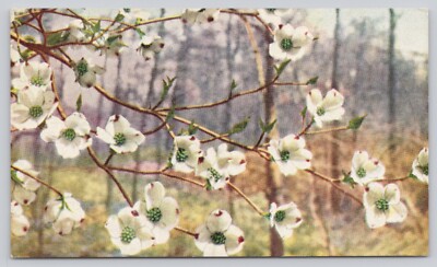 Flowering Dogwood Cornus Florida  Woodruff Photo  UNP Postcard 3.5x 5.5 *a9