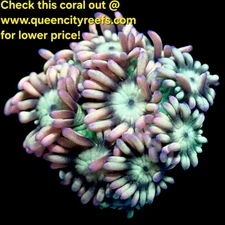 WYSIWYG Madamoiselle Goniopora LPS Frag - LPS - Live Coral