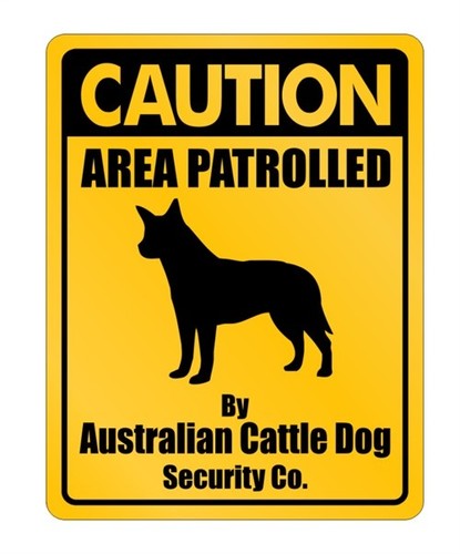caution area patrolled by australian cattle dog security co