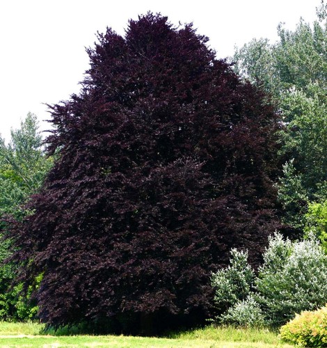 Fagus sylvatica cv. "purpurea" 30-40cm -