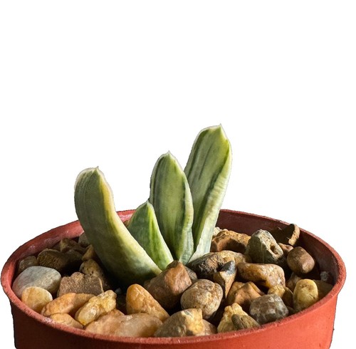 Molly'S Succulent Mix - Premium Gritty Soilless Potting Mix for Succulents,  Cact | eBay