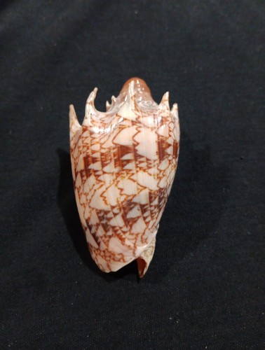 Voluta Impeialis Shell 84.18mm (Philippines)