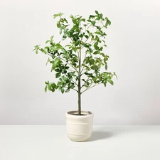 33" Faux Potted Gypsophila Leaf Tree - Hearth & Hand with Magnolia