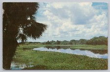 Postcard Upper Lake Myakka River State Park Sarasota Florida