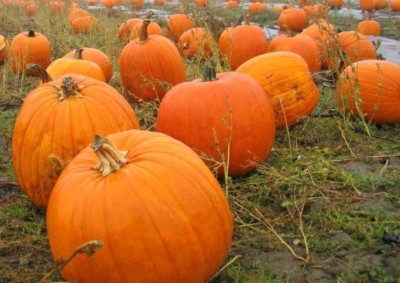 pumpkins culinary