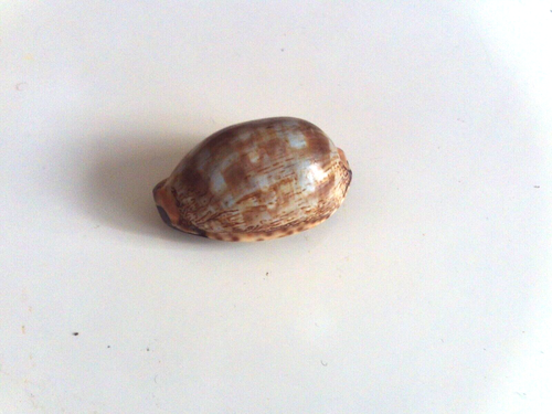 GEORGIAN BRASS MOUNTED COWRIE SHELL SNUFF BOX c1820 - Picture 2 of 4