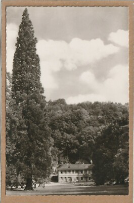 Ansichtskarte Bensheim - Auerbach - Fürstenlager - Mammutbaum - schwarz/weiß