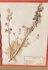 pressed leaves from 1976