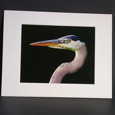 Great Blue Heron Print - Signed Proof Fine Art Wildlife Photography