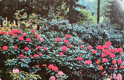 1956 Keesling Gardens Near Bluefield West Virginia WV Floral Postcard Chrome