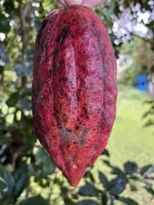 15 Germinated Red Trinitario Cacao Seeds | Theobroma cacao – Rare  Chocolate