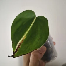 Philodendron Rio Plant  Live Plant Houseplant Exact Plant