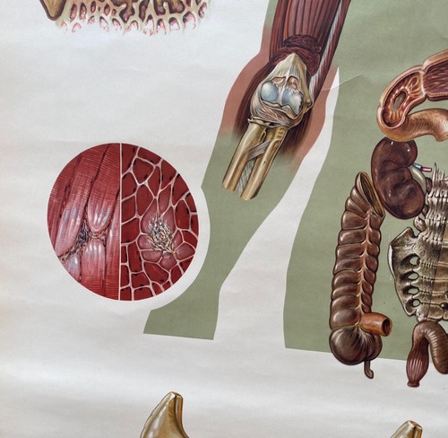 DE COLECCIÓN ESCUELA ANATÓMICA TABLA DE DIENTES HUMANOS PAPEL SOBRE LIENZO - Imagen 9 de 12