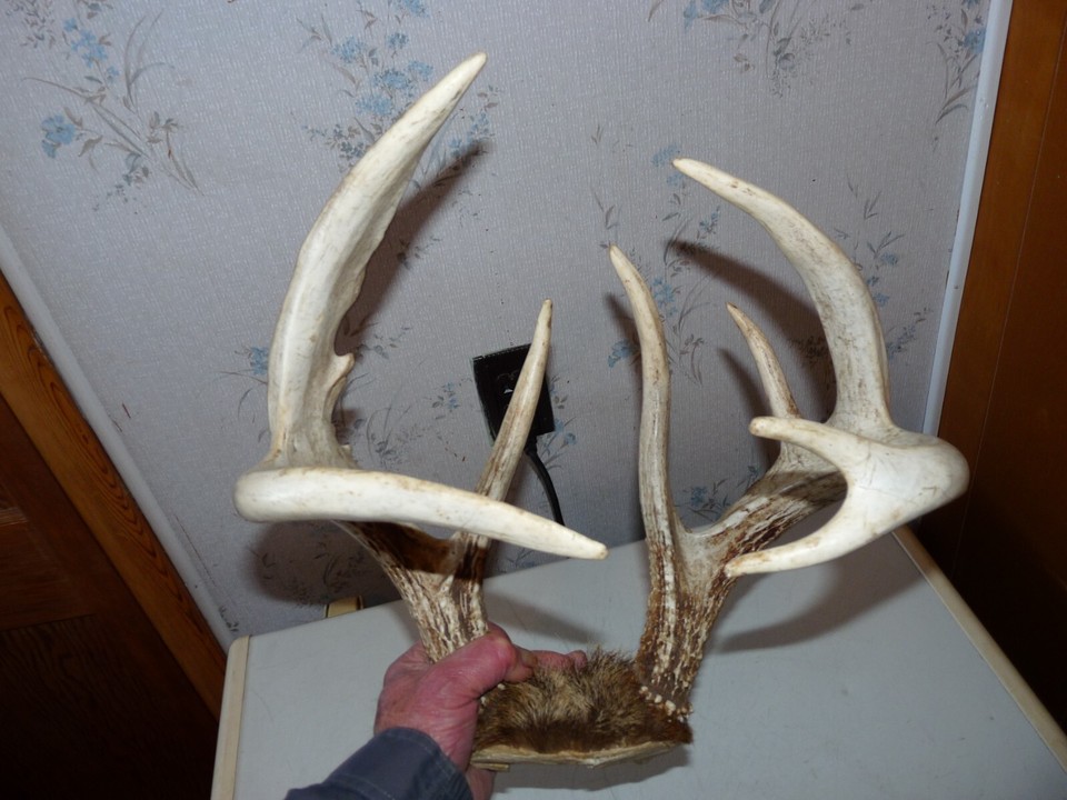 HEAVY TALL 8 POINT Whitetail Deer rack Antler taxidermy LOG CABIN ...