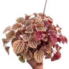 Peperomia Quito • Orange Stem Radiator Plant • Glossy Leaves