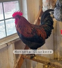 18  Multi Generation Olive Egg Hatching Eggs Dark Green And Blue