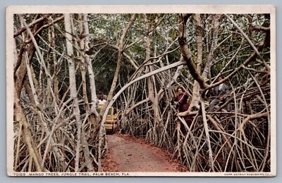 Mango Trees Jungle Trail Palm Beach FL florida Postcard I4