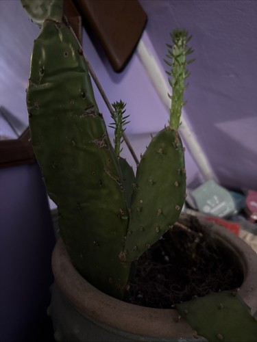 50 Seeds Fruit Prickly Pear Cactus, Opuntia engelmannii, Hand Harvested - Picture 4 of 6